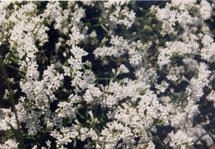 Asperula cynanchica